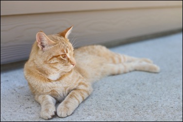 1E59C3D7-F11E-44C3-8955-FFDB5F9D0BAE