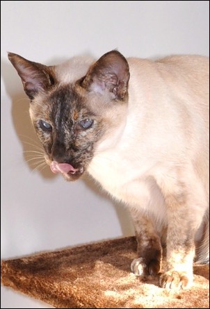 The Cat Cabin - Poppy Licking Lips